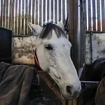 Horseshoe Middlesbrough
