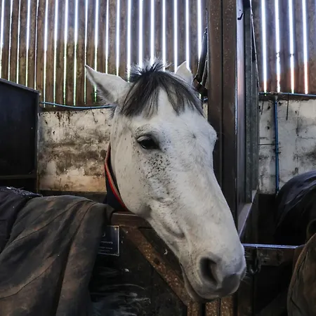 Horseshoe Middlesbrough